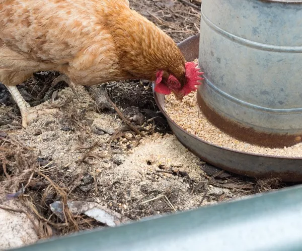 PVC Chicken Feeder 5 Steps (with Pictures) – Poultry Care Sunday