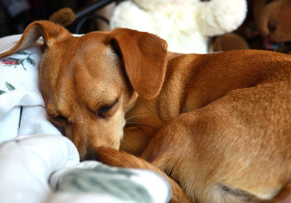 Common Pet Poisoning Symptoms to Watch For