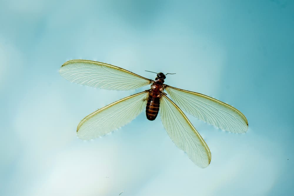 bugs that look like flying termites