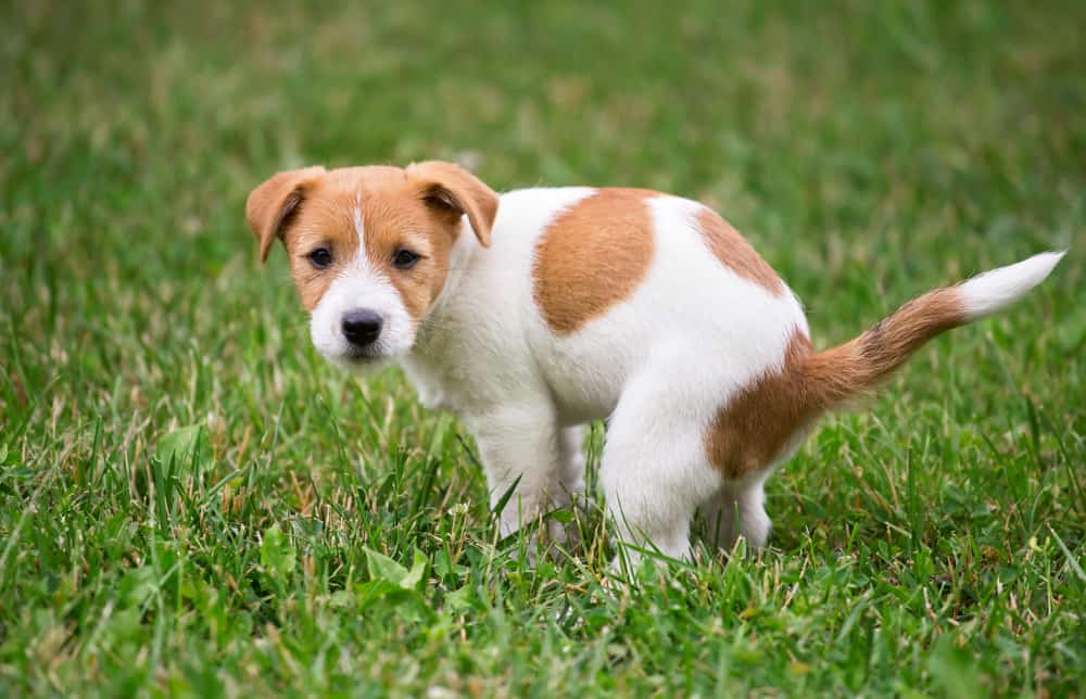 8 Ways to Dissolve Dog Poop In Your Yard - Pip's Island