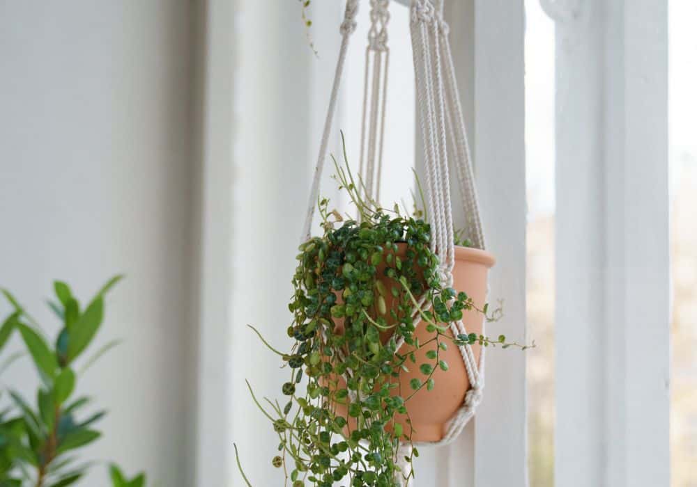 Type of Hanging Plant