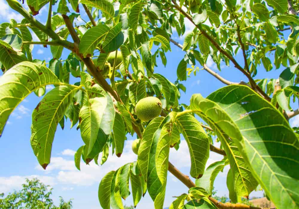 What Factors Affect The Price Of A Walnut Tree