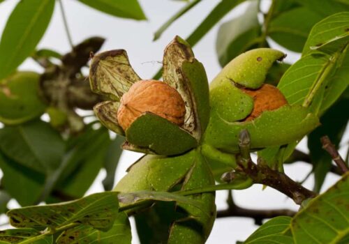 How Much Are Walnut Trees Worth? (Influencing Factors)