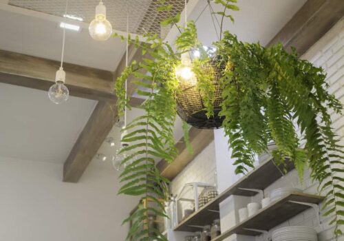 10 Ways to Hang Plants from a Ceiling Without Drilling