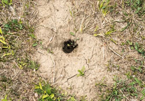 What To Do With Snake Holes In The Yard? (7 Ways)